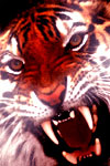 skytigress's Avatar